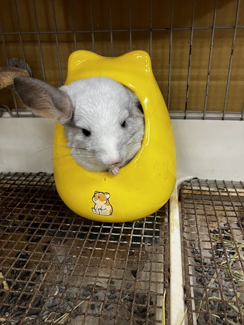 小傢伙 動物醫院