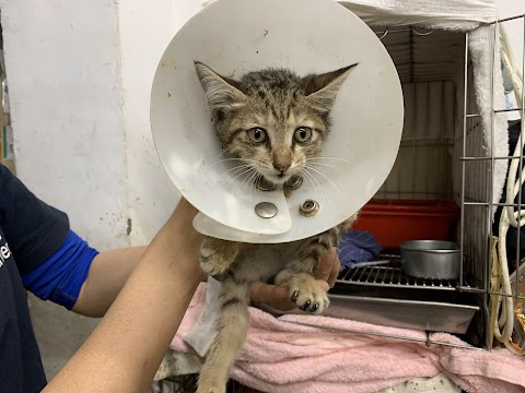 惟仁動物醫院