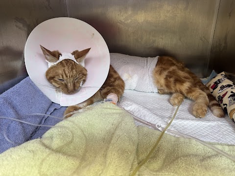 高雄東林動物醫院