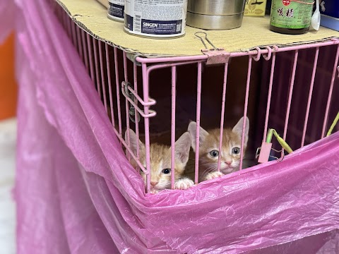 大愛動物醫院