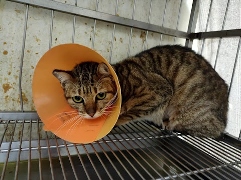 誠恩動物醫院