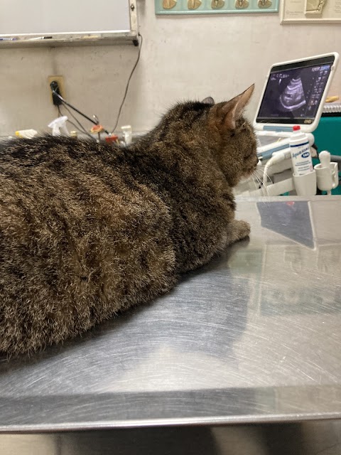 上揚動物醫院