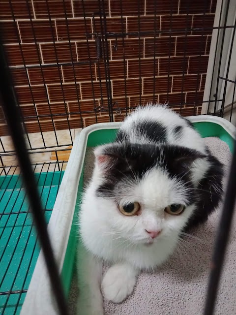 樂仁動物醫院