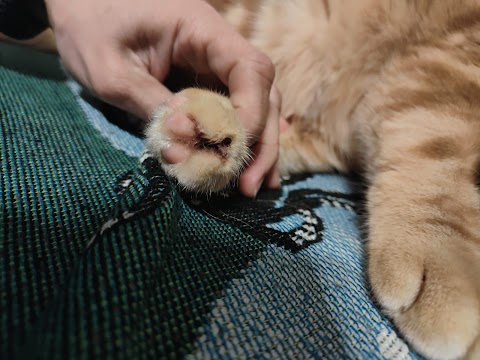 佑青動物醫院