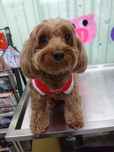 何康動物醫院