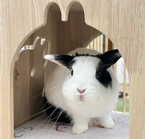 長宏動物醫院