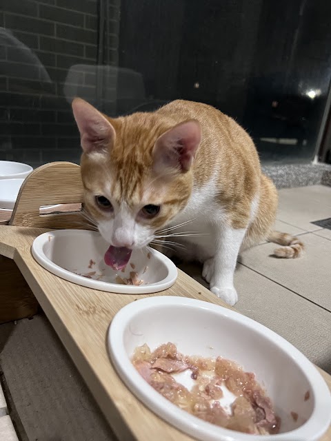 關心動物醫院