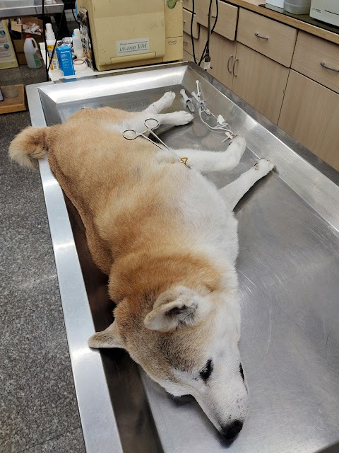信安犬貓醫院
