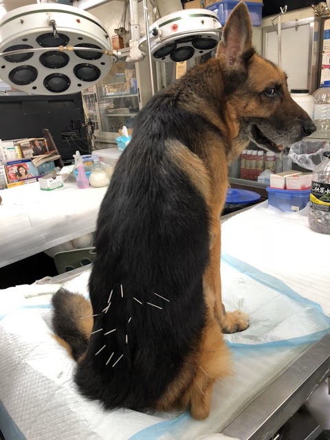 世和動物醫院
