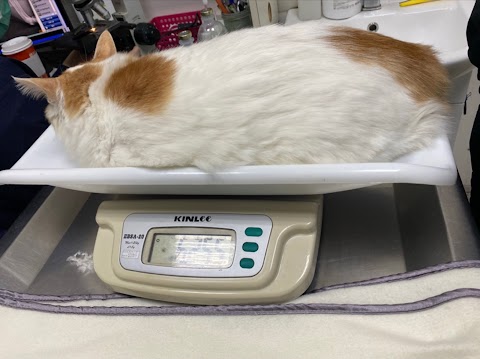 台大文仁動物醫院