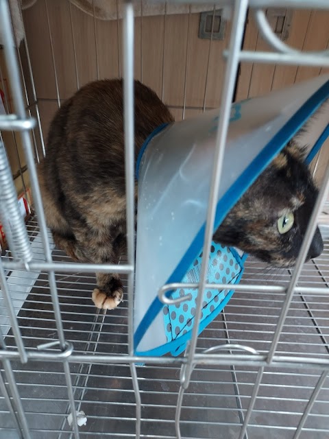 全興動物醫院