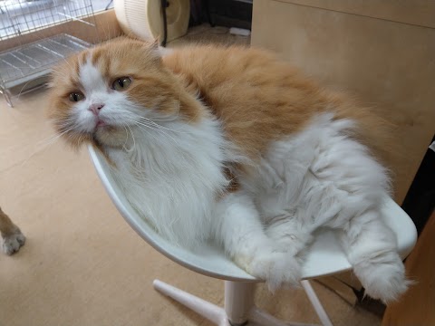 宇恆動物醫院