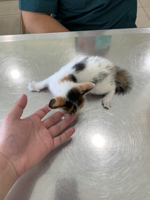 大安動物醫院