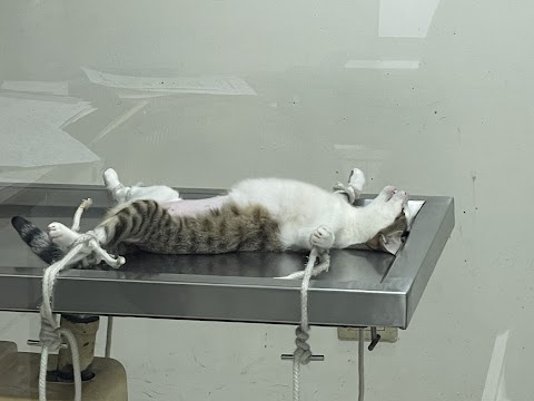 三和動物醫院