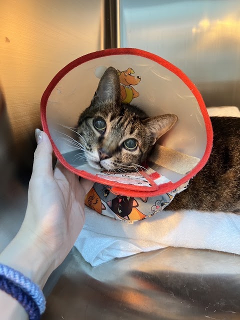 詠昕動物醫院