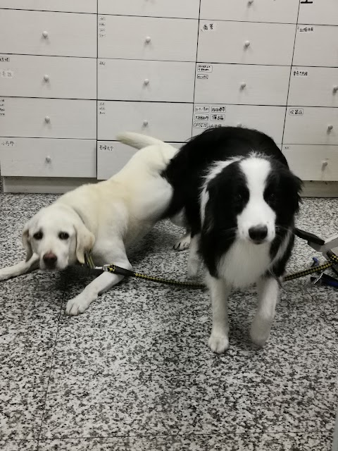 回生動物醫院