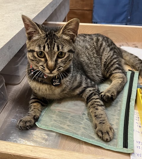 有愛動物醫院