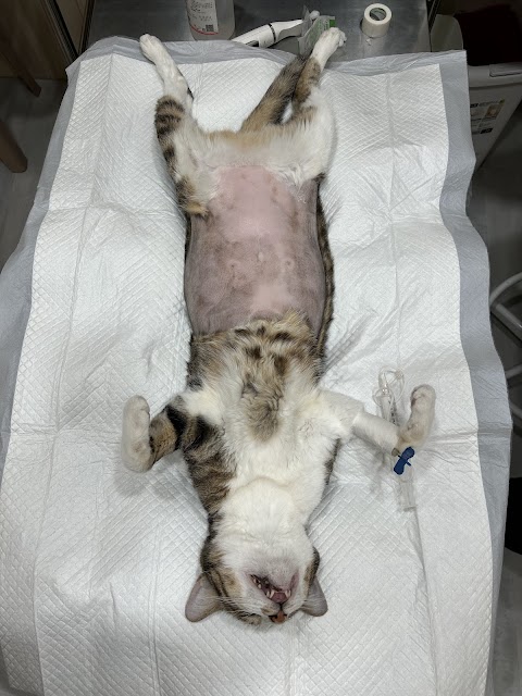 東林動物醫院