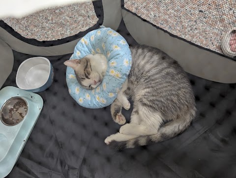 安生動物醫院