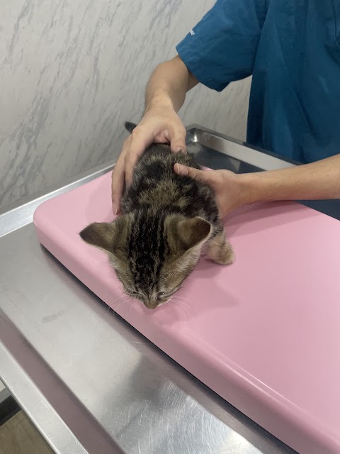 華生動物醫院
