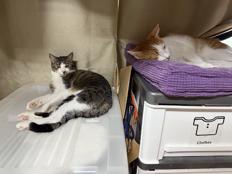 新和動物醫院