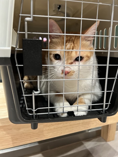 全天候動物醫院