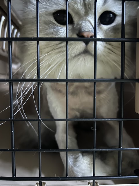 名冠動物醫院