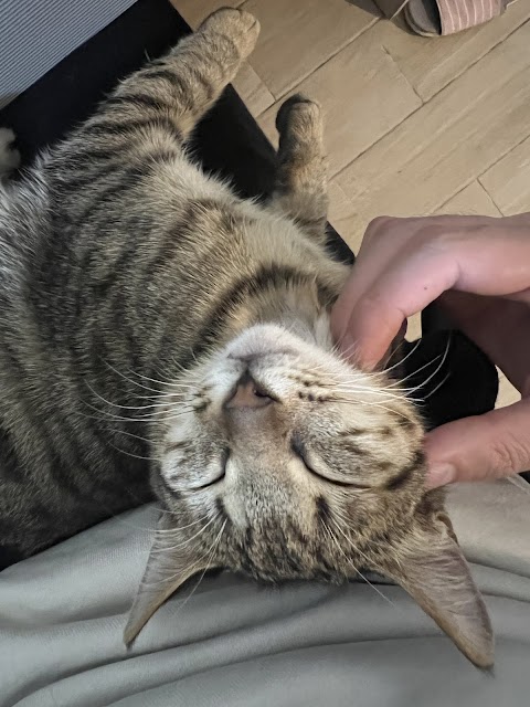 欣欣動物醫院