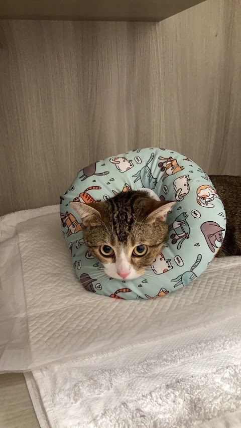 恩萊動物醫院