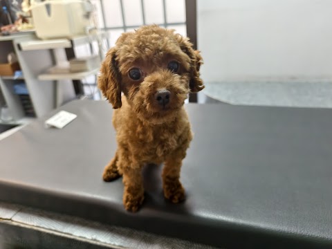 亞太動物醫院
