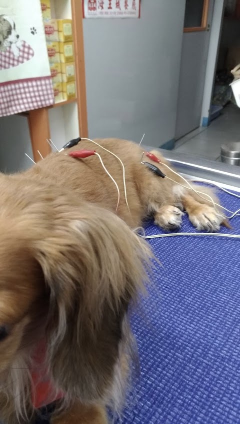進安動物醫院