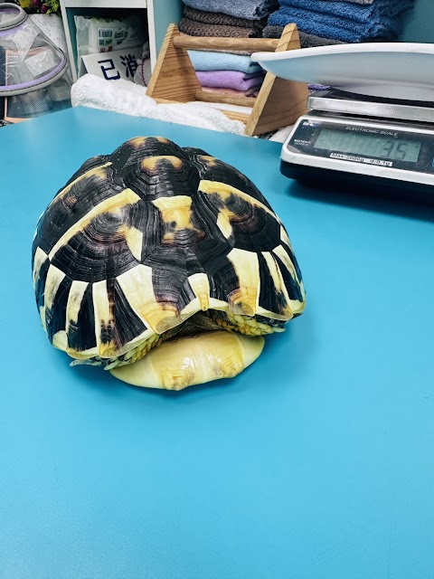 本丸特殊寵物與貓專科醫院