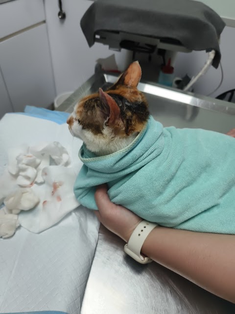人人動物醫院