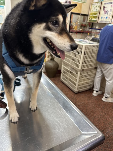 豐東動物醫院