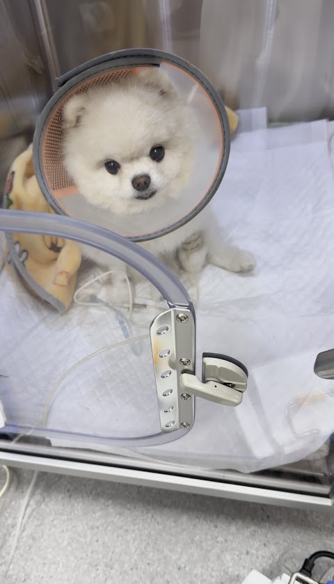 上群動物醫院