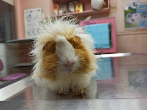 基隆汎汶動物醫院