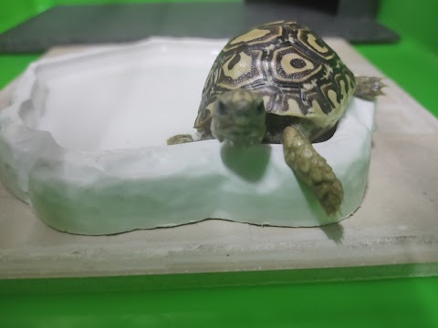 中華動物醫院