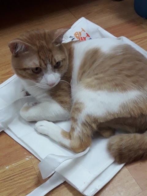 景美動物醫院