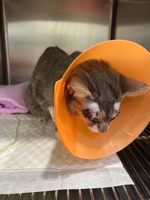 青田動物醫院