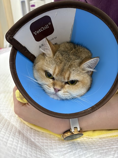 慈愛動物醫院