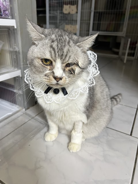 佳昇動物醫院