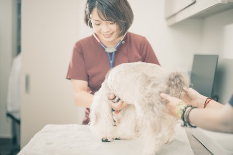 嘉義毛球動物醫院