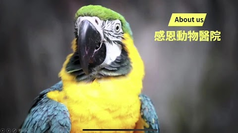 感恩動物醫院