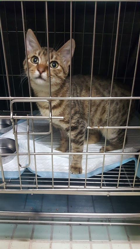 湖光動物醫院
