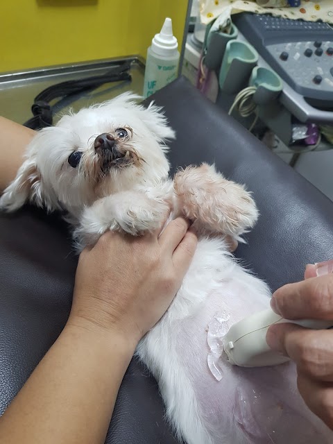 依沐動物醫院