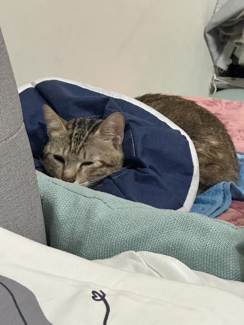 佑旺動物醫院