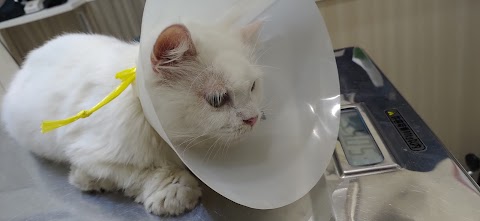 中山動物醫院