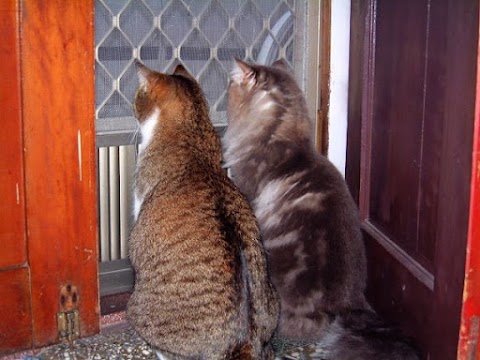 森洧動物醫院