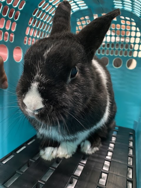 蓋亞野生動物醫院