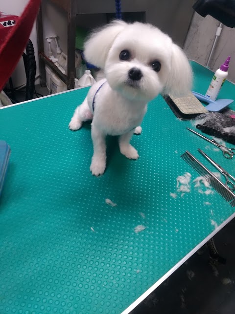 宏仁動物醫院